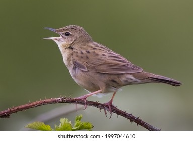 Grasshopper Warbler Singing In The UK