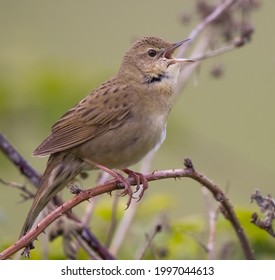 Grasshopper Warbler Singing In The UK