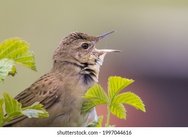 Grasshopper Warbler Singing In The UK