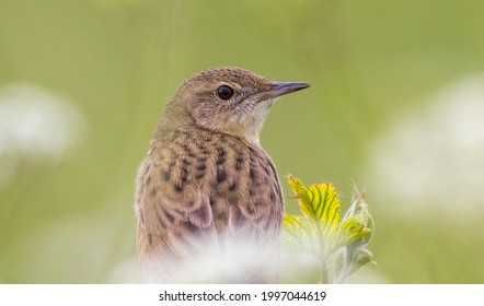 Grasshopper Warbler Singing In The UK