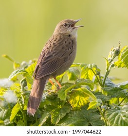 Grasshopper Warbler Singing In The UK