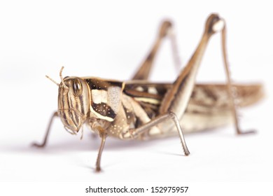 Grasshopper white background.