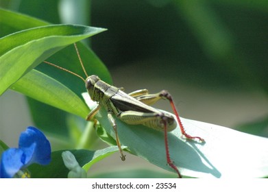 grasshopper in yard