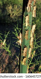 Grasshoppers cling to a metal fence post in early morning, awaiting sun's warmth.