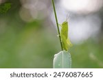 Grasshoppers are found in vegetable plots.