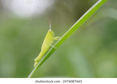 Grasshoppers are found in vegetable plots.