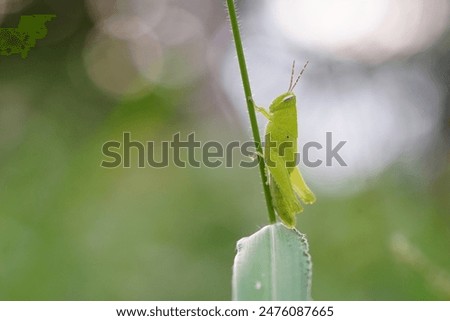 Grasshoppers are found in vegetable plots.