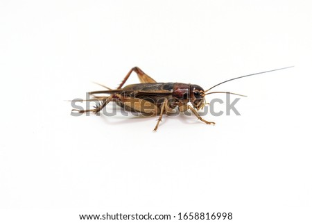 
Grasshoppers or House crickets on a white background. Is an insect in the group of grasshoppers in Thailand.
