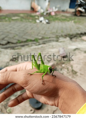 Grasshoppers live on land, grasshoppers have wings with beautiful antennae