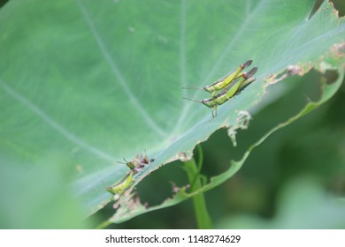 Grasshoppers mating on a Colocasia leaf, Kerala