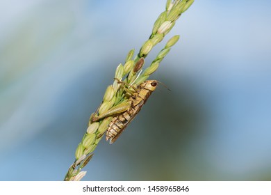 grasshoppers on the rice plant in nature