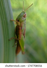 Grasshoppers Play A Critical Role In The Environment, Making It A Safer And More Efficient Place For Plants And Other Animals To Thrive. Selective Focus.