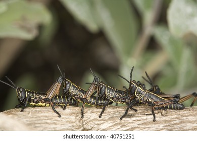 Grasshoppers sitting in a row on a log - Shutterstock ID 40751251