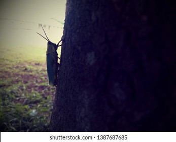 Grasshoppers In The Tropics Of The Niger Delta, Nigeria.