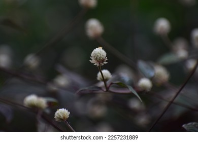 grass,in the outdoor during summer.grass in a forest at sunset.Macro image, shallow depth of field.Blurred summer nature background.Wild feather grass in a forest at sunset.Macro image.selective focus - Shutterstock ID 2257231889
