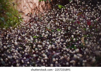grass,in the outdoor during summer.grass in a forest at sunset.Macro image, shallow depth of field.Blurred summer nature background.Wild feather grass in a forest at sunset.Macro image.selective focus - Shutterstock ID 2257231891