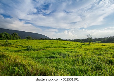 Grassland