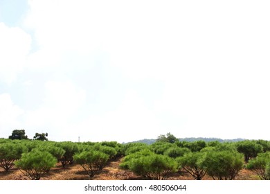 grassland