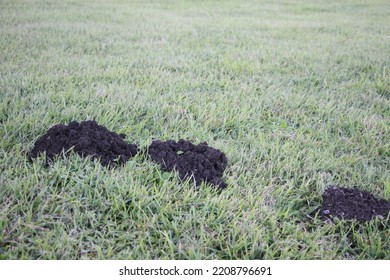 Grassland And Black Soil Mole Mound