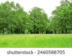 a grassland with green oak trees and wooden pavilion