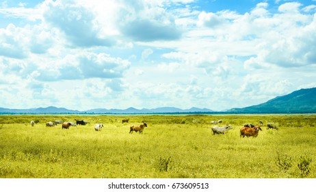grassland, a prairie, a pampas, a pasture,Cow herd