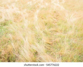 Grassland in South East Asian background. - Shutterstock ID 545776222