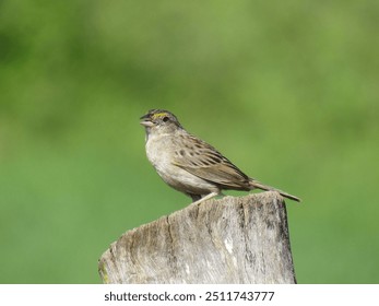 Grassland Sparrow - Small bird perched on a wooden stump in a rural area (Ammodramus humeralis) - Powered by Shutterstock