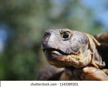 Grassland Tortoise On Bush Background Testudo Stock Photo 1143389201 ...