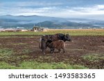 Grassland Yak in Hongyuan County Aba Prefecture Sichuan