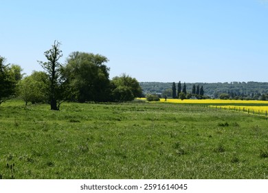 grassland with yellow fields in spring