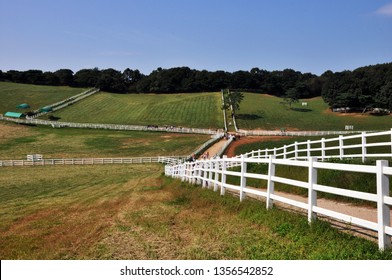 Grasslands Meadow Grassy Plain Stock Photo 1356542852 