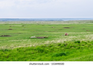 Grasslands National Park Saskatchewan Canada