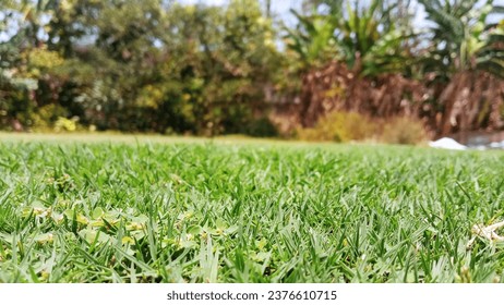 Grasslands are generally open and continuous, fairly flat areas of grass