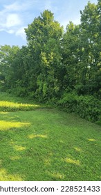 A grassy area with trees in the background