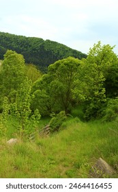 A grassy area with trees in the background