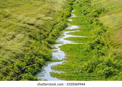 Grassy Canal With Small Pools In A Storm Water Collection Zone, Once Farmland, In A Large Watershed Near Outskirts Of Sarasota, Florida, USA, For Themes Of Land Use, Flood Control And The Environment