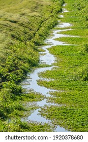 Grassy Canal With Small Pools In A Storm Water Collection Zone, Once Farmland, In A Large Watershed Near Outskirts Of Sarasota, Florida, USA, For Themes Of Land Use, Flood Control And The Environment