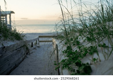 Grassy dunes on path to the beach at sunset