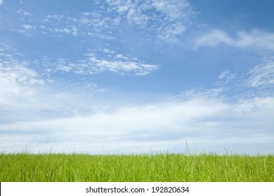 Grassy Field