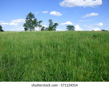 Grassy Field