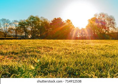 Grassy Field