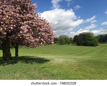 Grassy Field