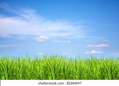 Grassy Field With The Blue Sky