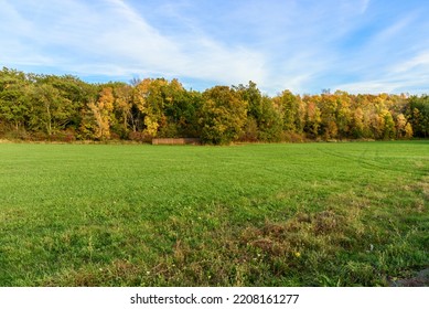 Grassy field bordered by colourful autumn trees at sunset