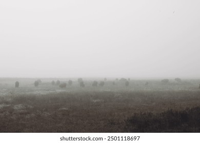 Grassy field full of bison grazing on a foggy day in Yellowstone National Park - Powered by Shutterstock