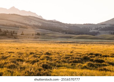 Grassy field at golden hour in Yellowstone with hills - Powered by Shutterstock