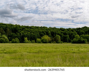 A grassy field with trees in the background and clouds in the sky.
