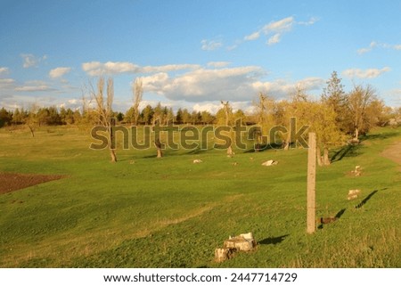 A grassy field with trees and blue sky