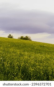 Grassy fields and trees in green rolling hills below a blue sky in the light of sunset in summer