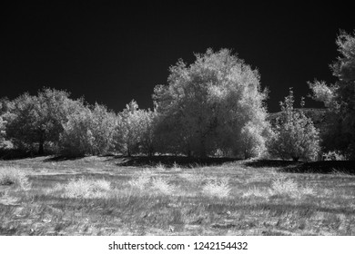 Grassy fields with white trees under black sky. Black and white.